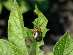 Pest and Disease Forewarning