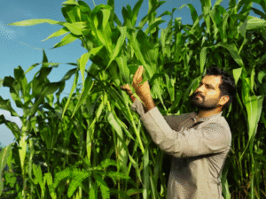 Crop Health Monitoring