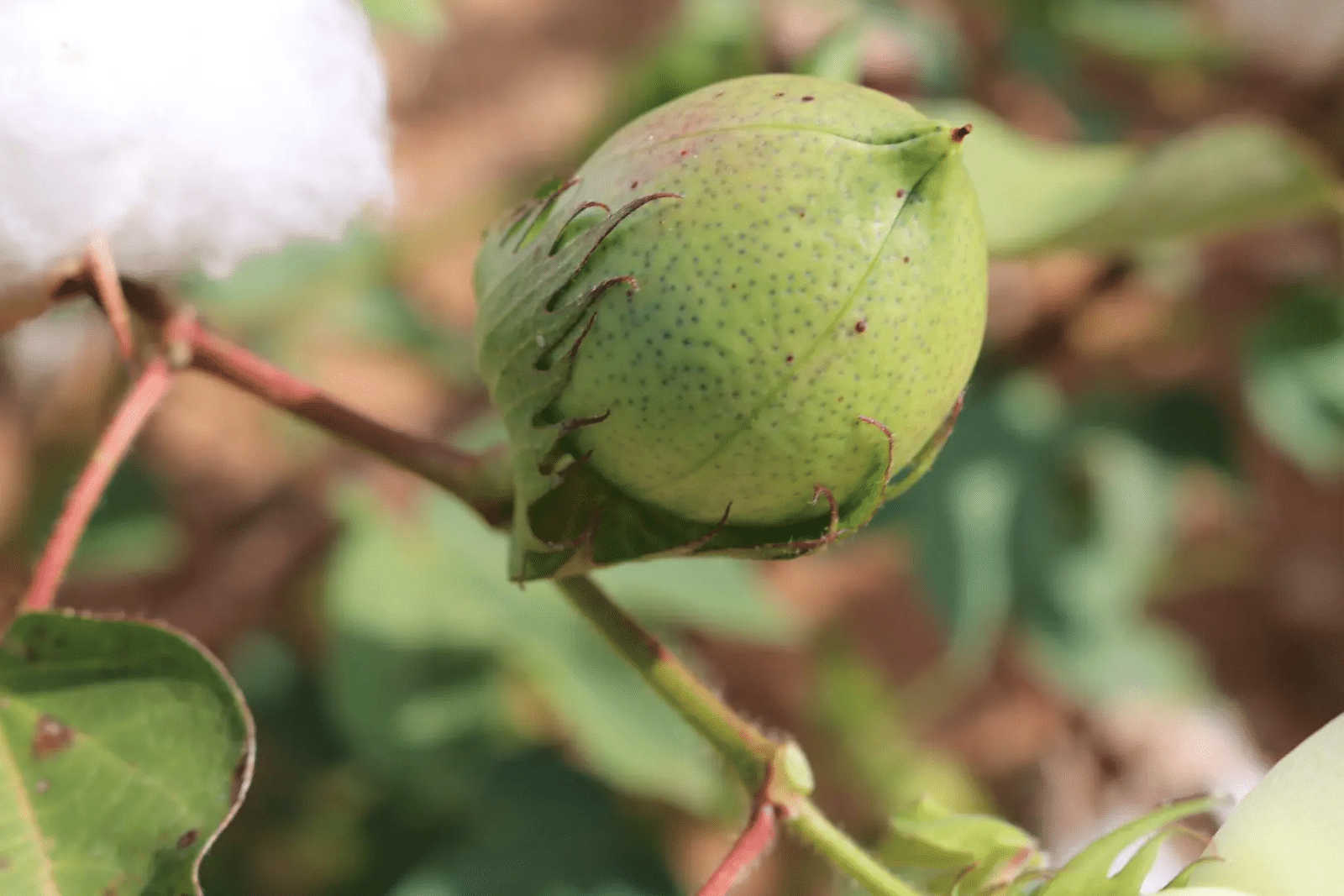 Cotton boll drooping Causes and Management Practices