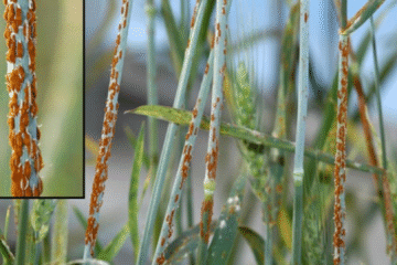 Saving your wheat crop from rust Early identification and preventive methods.pn