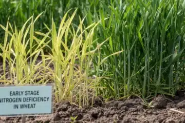 Saving-your-wheat-crop-from-rust-Early-identification-and-preventive-methods.