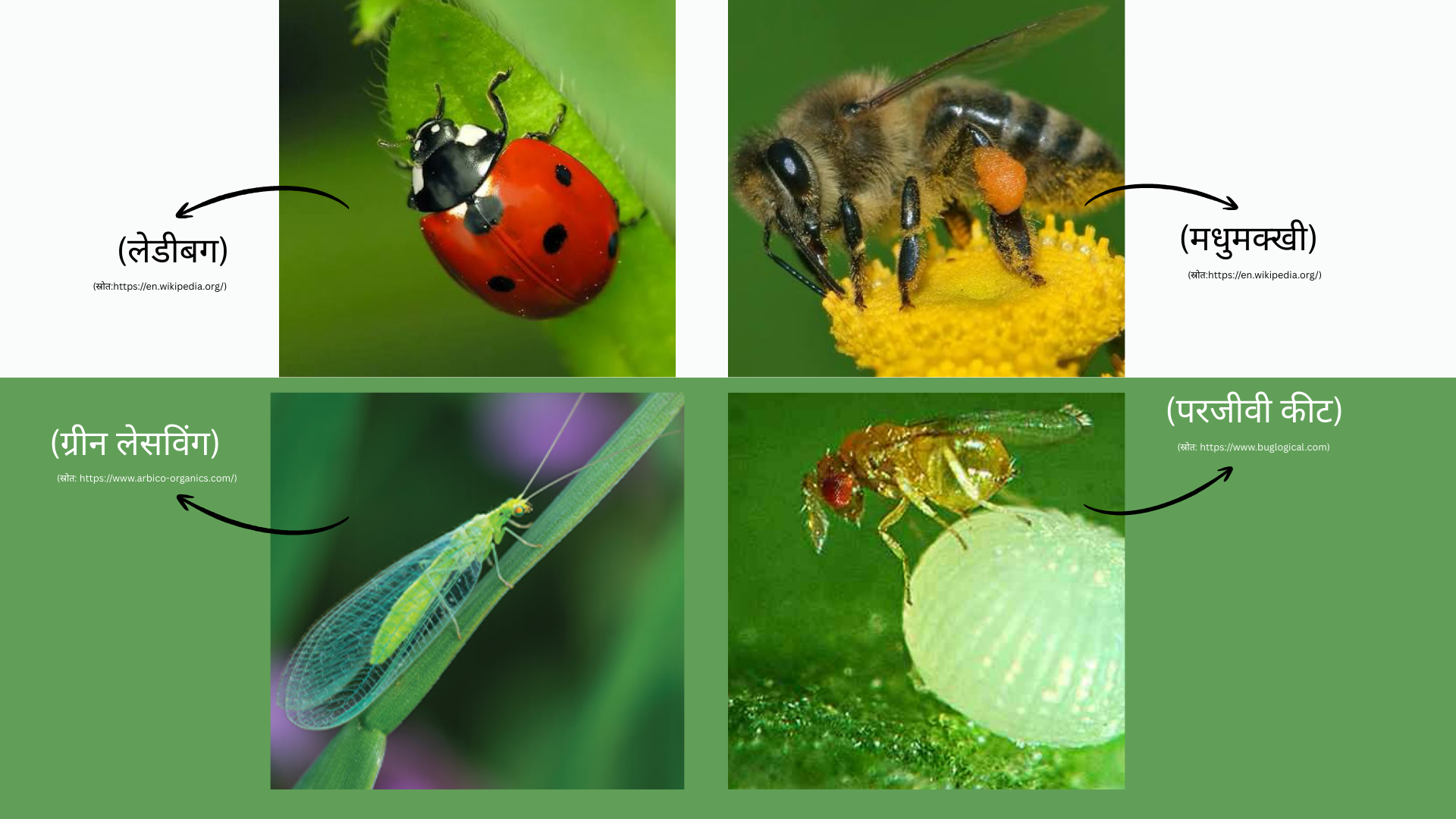 लाभकारी कीटों की कृषि में भूमिका और महत्व