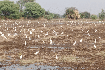 importance-of-pre-sowing-irrigation-in-agriculture