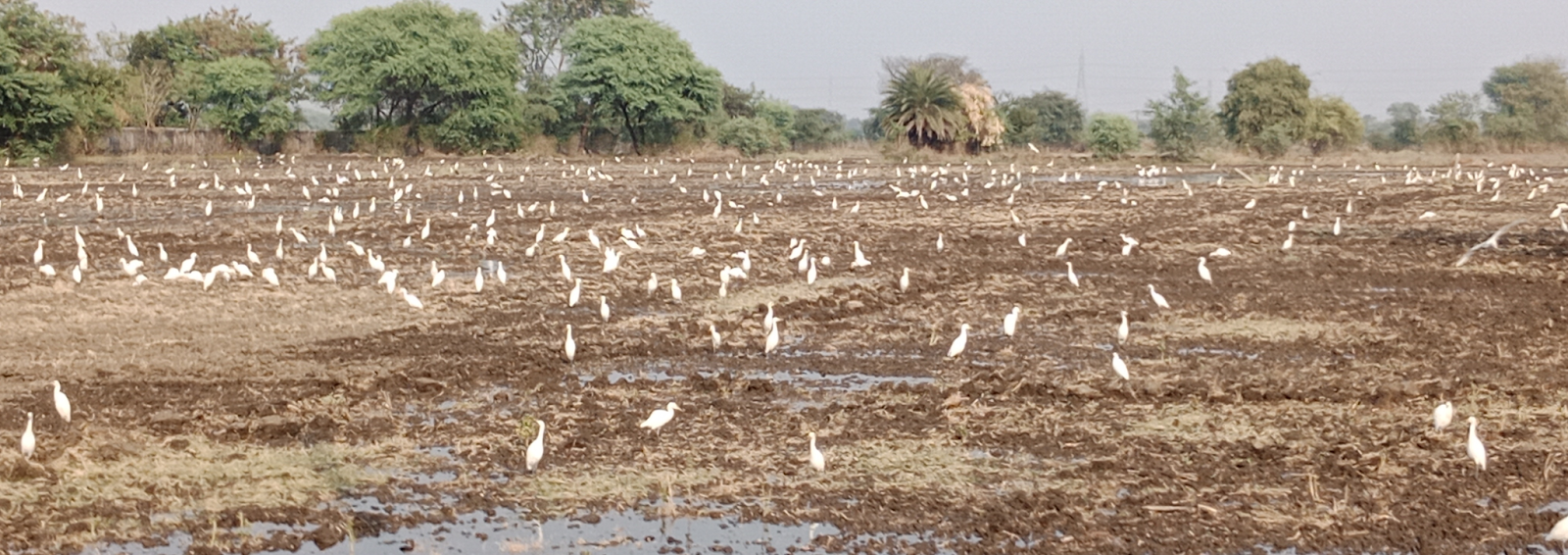 importance-of-pre-sowing-irrigation-in-agriculture