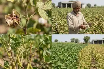 सोयाबीन और कपास में कीट प्रकोप के शुरुआती चेतावनी संकेत | फसल बचाने के आसान उपाय